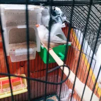 تعدادی فنچ مولد سایز بزرگ