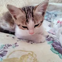 گربه