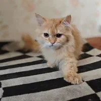 بریتیش لانگ هیر