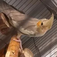 عروس هلندی کاملا رام و دستی