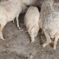 گوسفند و‌بره(میش)