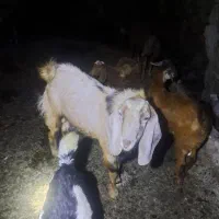 بزغاله|حیوانات مزرعه|بهبهان, |دیوار