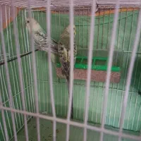 مرغ عشق جفت