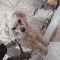 سگ خانگی|سگ|مشهد, طبرسی شمالی|دیوار