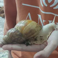 حلزون نخم گذار