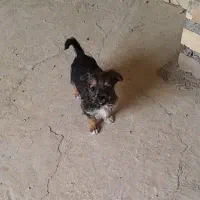 پاکوتا اشپیتزو|سگ|گنبد کاووس, |دیوار