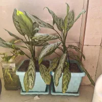 دو عدد گل آگلونما