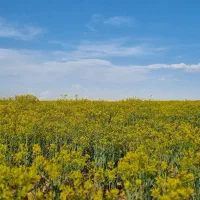 سله بن سد نمرود قواره ۲۰۰۰ متری