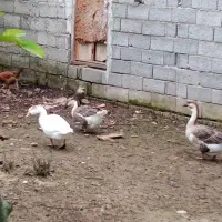 قوغاز|حیوانات مزرعه|آستانه اشرفیه, |دیوار