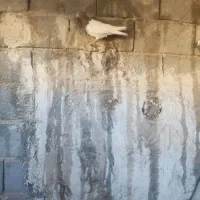 کبوتر|پرنده|اسکو, |دیوار