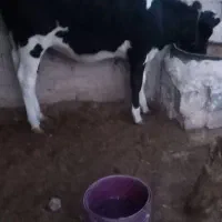 س گوساله نژاد فروشی است|حیوانات مزرعه|جزنیک, |دیوار