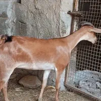 گیسه آهویی آبستن مایه