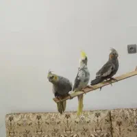 عروسی هلندی