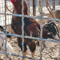 فروش تخم مرغ لاری اصیل