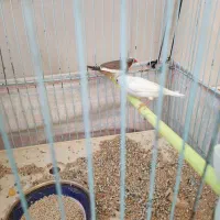 جفت مرغ عشق ـ جفت فنچ|پرنده|خوسف, |دیوار