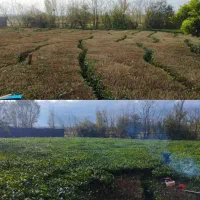 هرس و برداشت باغ چای