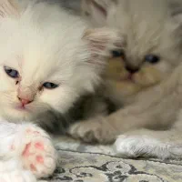گربه|گربه|قشم, |دیوار