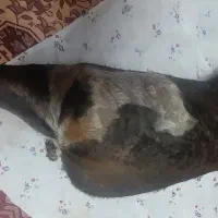 دو عدد هیزه جا روغن