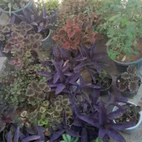 گلهای طبیعی ارسال رایگان