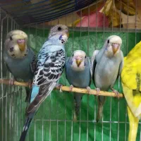 مرغ عشق|پرنده|رشت, حمیدیان|دیوار