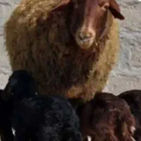 فروش قوچ ژن دار هموزیگوت