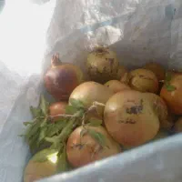 فروش انار