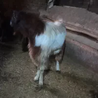 بز نر یک ساله|حیوانات مزرعه|پیر سلیمان, |دیوار