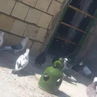 پرشی کاشونی