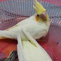 عروس چشم شرابی سرلاکی