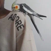 عروس سخن گو|پرنده|میناب, |دیوار