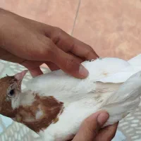 کبوتر سفید قهوه ای