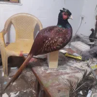 قرقاول کبک اردک طاووس