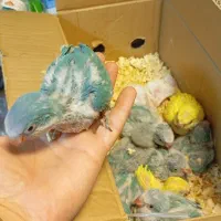 کشور پرندگان ملنگو راهب گیرینچیک برزیلی خورشیدی|پرنده|تهران, گلستان (شهرک راه آهن)|دیوار