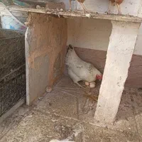 مرغ محلی تخم گذار|حیوانات مزرعه|سبزوار, زینبیه|دیوار