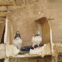 معاوضه با پلاکی|پرنده|اصفهان, بهارستان|دیوار
