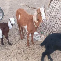 مراوه تپه گوگدره|حیوانات مزرعه|مراوه, |دیوار