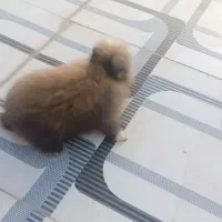 یک جفت خرگوش فانتزی|موش و خرگوش|کاشان, کارگر|دیوار