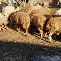 فروش گوسفند|حیوانات مزرعه|سورک, |دیوار