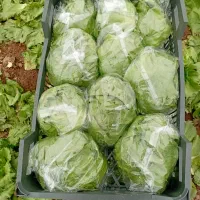 کارگرصادراتی دارم