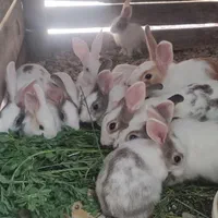خرگوش
