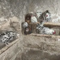 مرغ و خروس گلین و لری|حیوانات مزرعه|جونقان, |دیوار