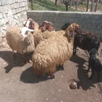 گوسفندمحلی  جوان  ۸راس