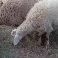 میش داشتی