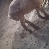 گوزی|حیوانات مزرعه|سراب, |دیوار