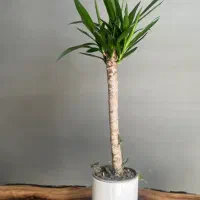 گل گیاه