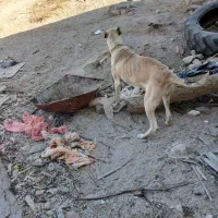 سگ سرابی ماده