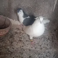 کبوتر جفت زیبا