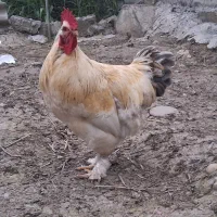 خروس برهما