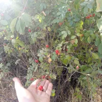 میوه گیاه نسترن کاملا ارگانیک