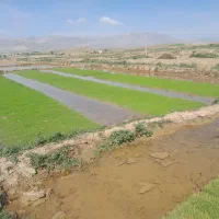 چلتک نشا برنج